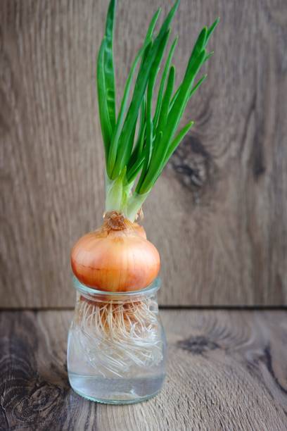 istock Sprouted onions in glass containers on wooden background 1225985525