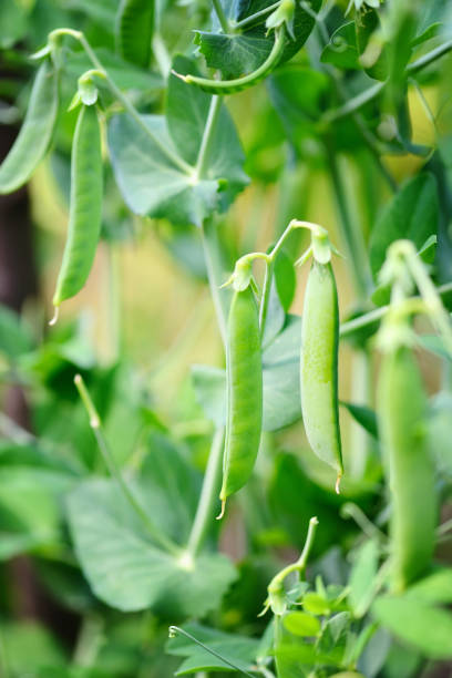 istock The green peas in the vegetable garden 1225985612