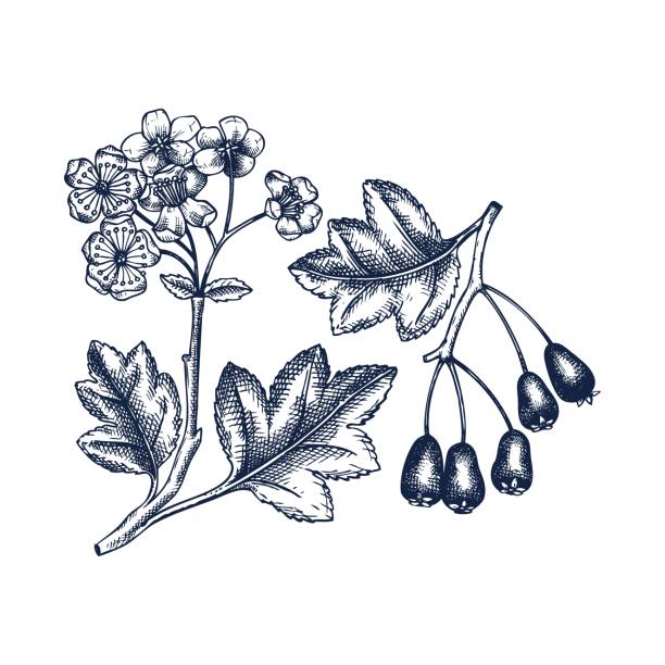 ручная нарисованная боярышник с ягодами и цветами - hawthorn square shape square leaf stock illustrations