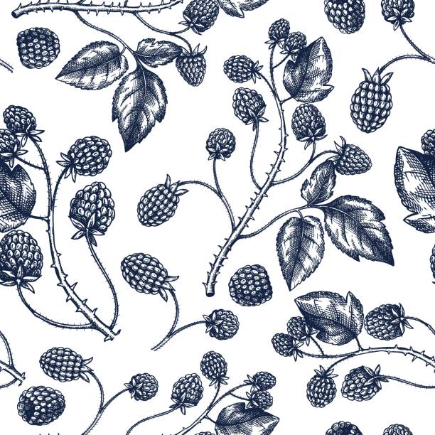 손으로 그린 블랙 베리 원활한 패터 - wallpaper pattern raspberry pattern seamless stock illustrations