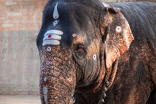 Temple elephant near Meenakshi Temple located in Madurai city in Tamil Nadu in India