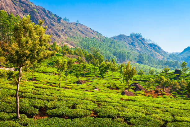 istock Tea plantation nature background landscape 1225986329