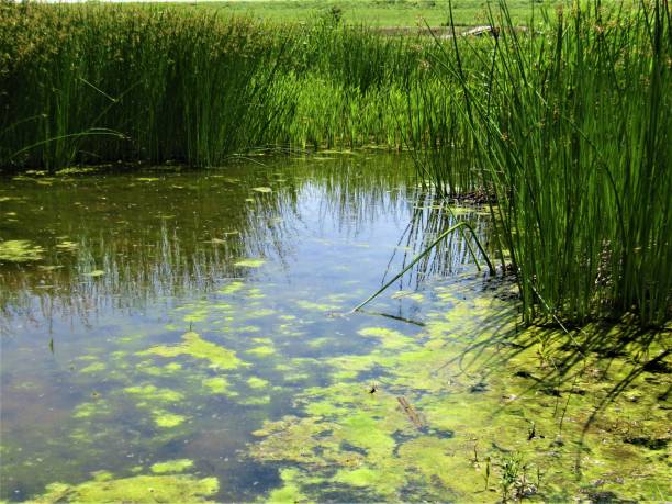 istock Japan. May. Overgrown pond. 1225987128