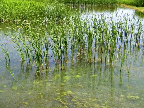 istock Japan. May. Overgrown pond. 1225987149