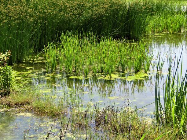 istock Japan. May. Overgrown pond. 1225987214