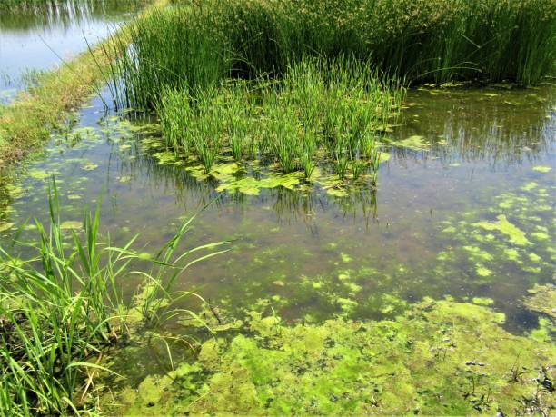 istock Japan. May. Overgrown pond. 1225988041