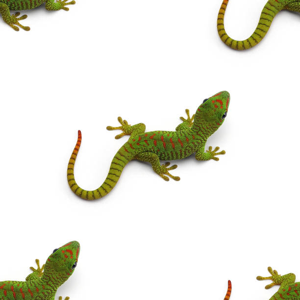 istock White Pattern of Green Madagascar day gecko isolated on white background 1225988188