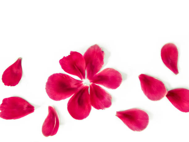 istock Torn off pink flower petals scattered isolated on a white background 1225989402