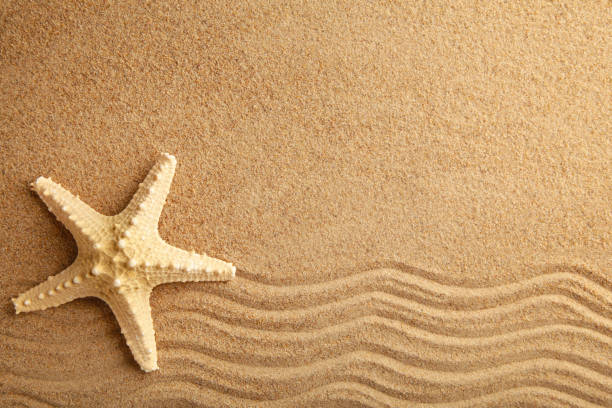 starfish on the sand, summertime. top view - shell sea souvenir island imagens e fotografias de stock