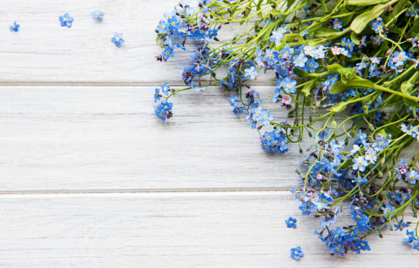 istock Forget-me-nots on white wooden background 1225991680