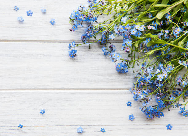 istock Forget-me-nots on white wooden background 1225991681