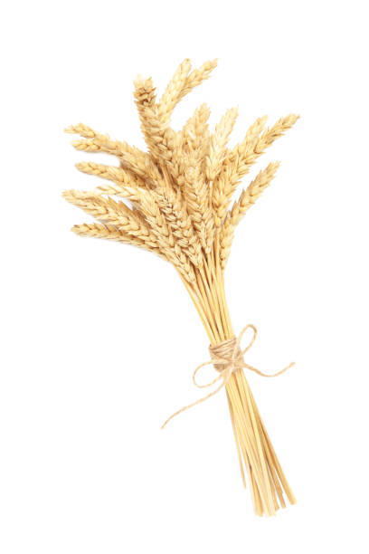istock Bunch spikelets of wheat isolated on white background 1225991798