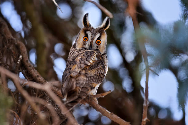 istock A Long-eared Owl (Asio otus) sitting on a tree and looking on the camera 1225993755