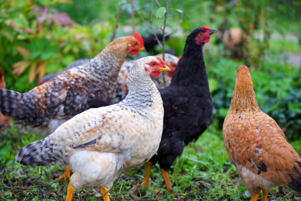 istock Hens in field organic farm. Free range chickens on a lawn 1225993869