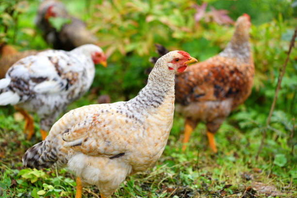 istock Hens in field organic farm. Free range chickens on a lawn 1225993877