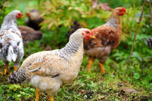 istock Hens in field organic farm. Free range chickens on a lawn 1225993878