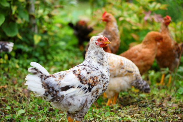 istock Hens in field organic farm. Free range chickens on a lawn 1225993882