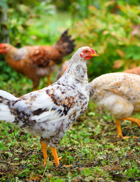 istock Hens in field organic farm. Free range chickens on a lawn 1225993887
