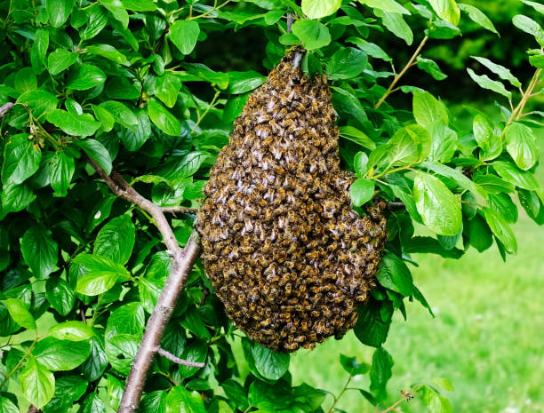 Bee Swarm hanging from Tree in Public Space stock photo
