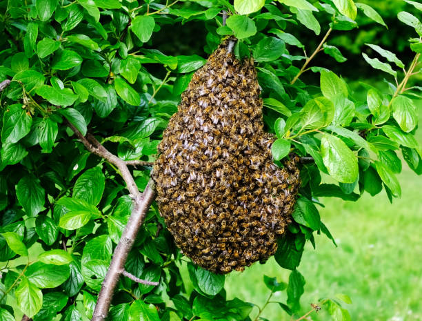 bee swarm hanging from tree in public space - swarm of bees imagens e fotografias de stock