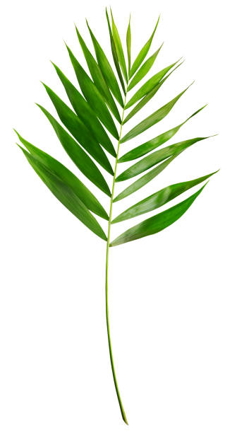 istock Palm leaves on white isolated background. 1225997053