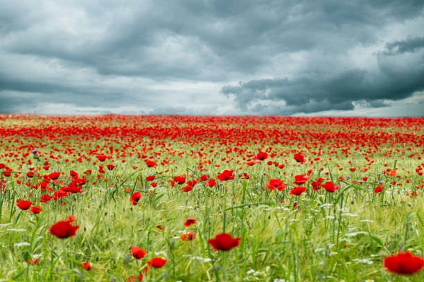 istock Poppy field in cloudy day 1225997185