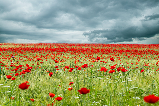 Poppy field in cloudy day