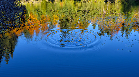 Round ripples from a dropped pebble in the pond with reflection of autumn forest