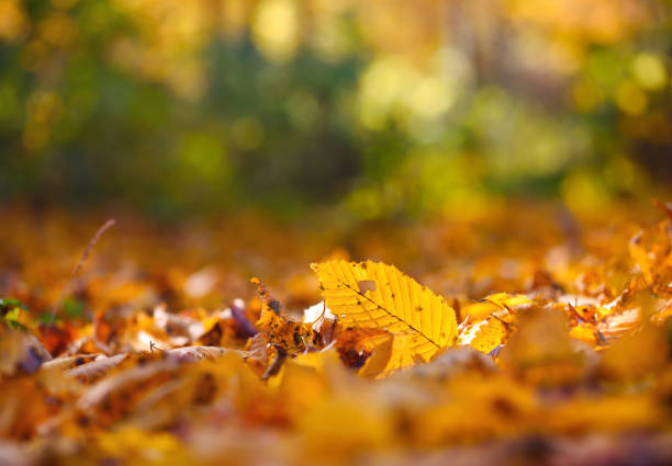 istock Beautiful autumn background with leaves and sun rays 1225997265