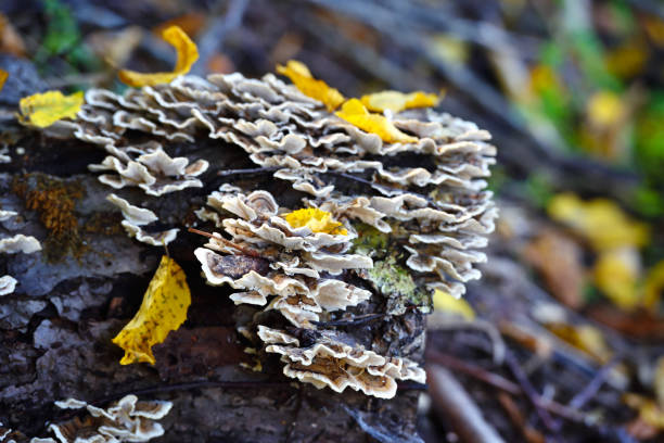 istock Trametes versicolor mushroom on the old stump 1225997334