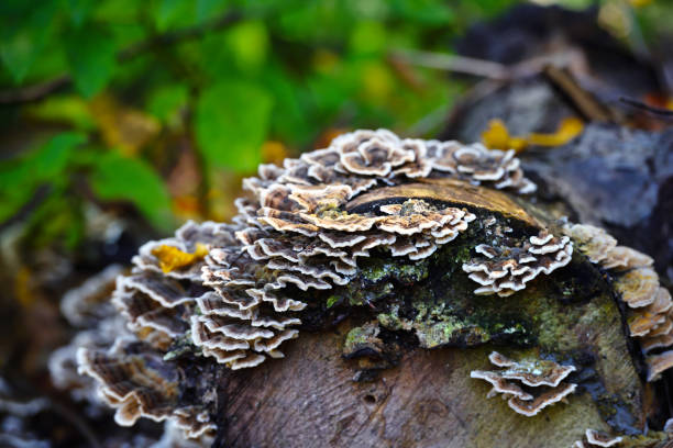 istock Trametes versicolor mushroom on the old tree 1225997335