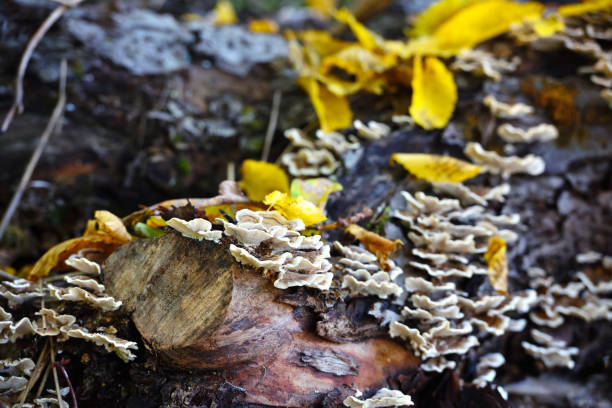 istock Trametes versicolor mushroom on the old tree 1225997338