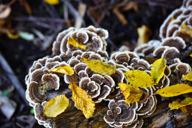 istock Trametes versicolor mushroom in the autumn forest. 1225997342