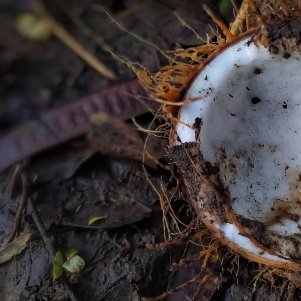 istock Mysterious halved coconut scull in mud nature at river coast 1225997696