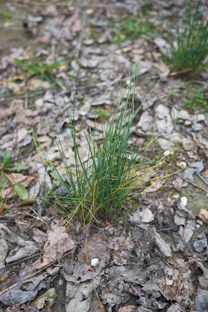 istock Allium schoenoprasum 1225998529