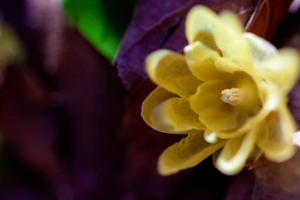istock Chimonanthus praecox 1225999081