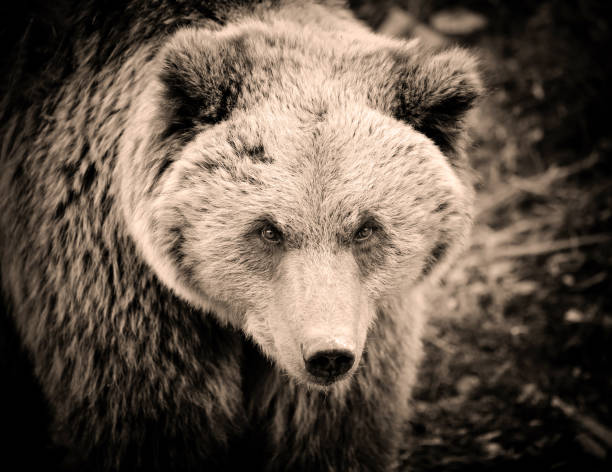 istock Brown bear portrait. Big brown bear in forest. 1225999275