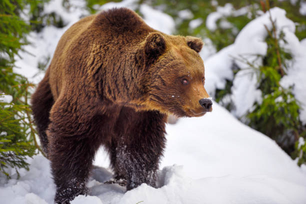 istock Wild brown bear (Ursus arctos) on the snow 1225999281