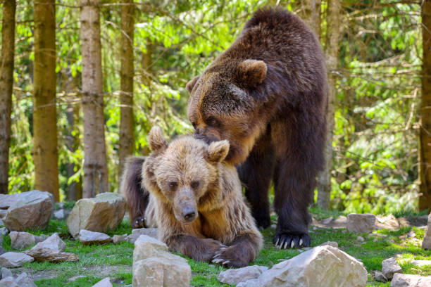 istock Two young brown bears in the summer forest 1225999288