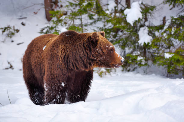 istock Wild brown bear (Ursus arctos) on the snow 1225999293