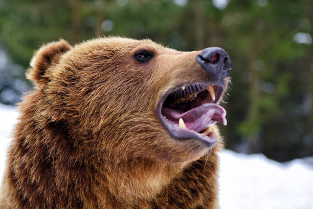 istock Closeup brown bear roaring in winter forest 1225999299