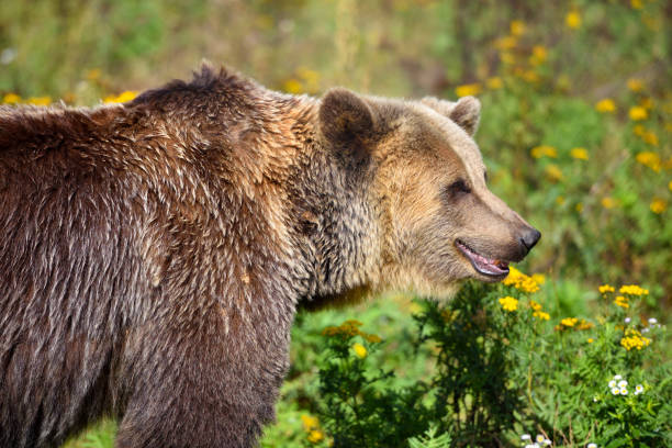 istock Young brown bear on the edge of the forest 1225999408