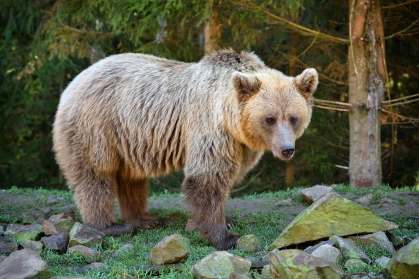 istock Young brown bear on the edge of the forest 1225999421