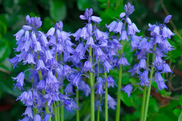 Hyacinthoides hispanica, commonly called Spanish bluebell or wood hyacinth, is a bulbous perennial. Each bulb produces a clump of 2-6 strap-shaped leaves from which rises a rigid flower stem containing many hanging, bell-shaped, blue-purple flowers held in an upright raceme. Flowers normally bloom in April to early May.
