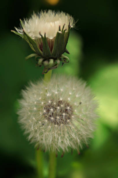 istock Two white dandelions on green background 1226000624