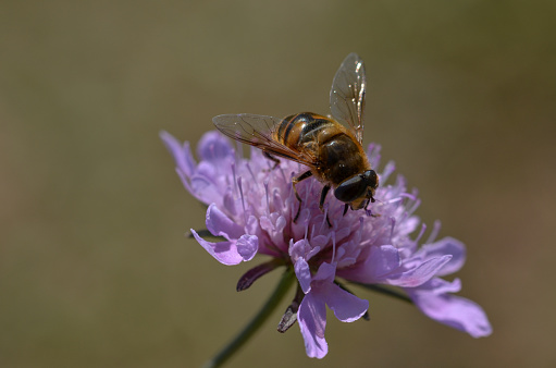 a bee sitting on a flower in the garden. Close up photography of an insect.