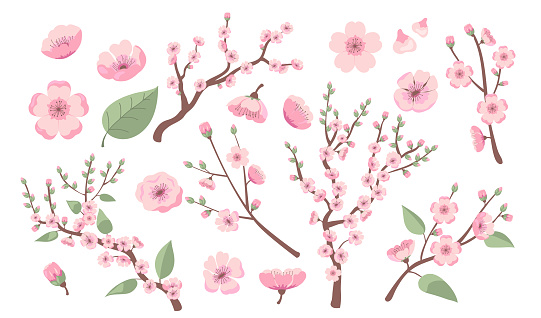 Blooming sakura branches. Apple, almond, peach or cherry tree blossoms, twigs with pink flowers. Vector illustration for spring in Asia, decoration, nature, park topics