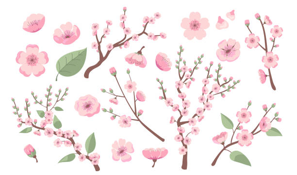 Blooming sakura branches Blooming sakura branches. Apple, almond, peach or cherry tree blossoms, twigs with pink flowers. Vector illustration for spring in Asia, decoration, nature, park topics blossoming stock illustrations