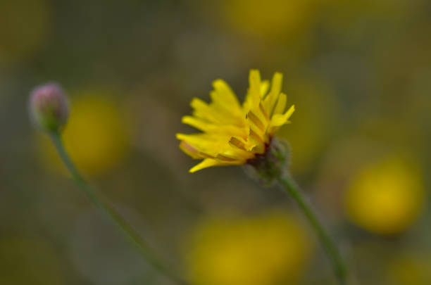 istock Close up of yellow flower 1226001465