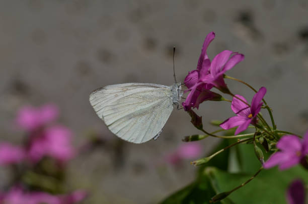 White cabbage butterfly is resting on the purple flower